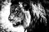 Vumbura - Male Lion at Kill2